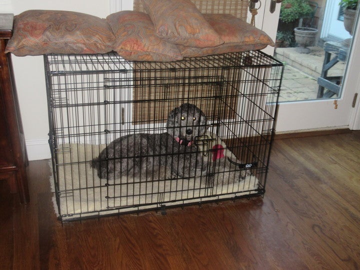 standard poodle crate size