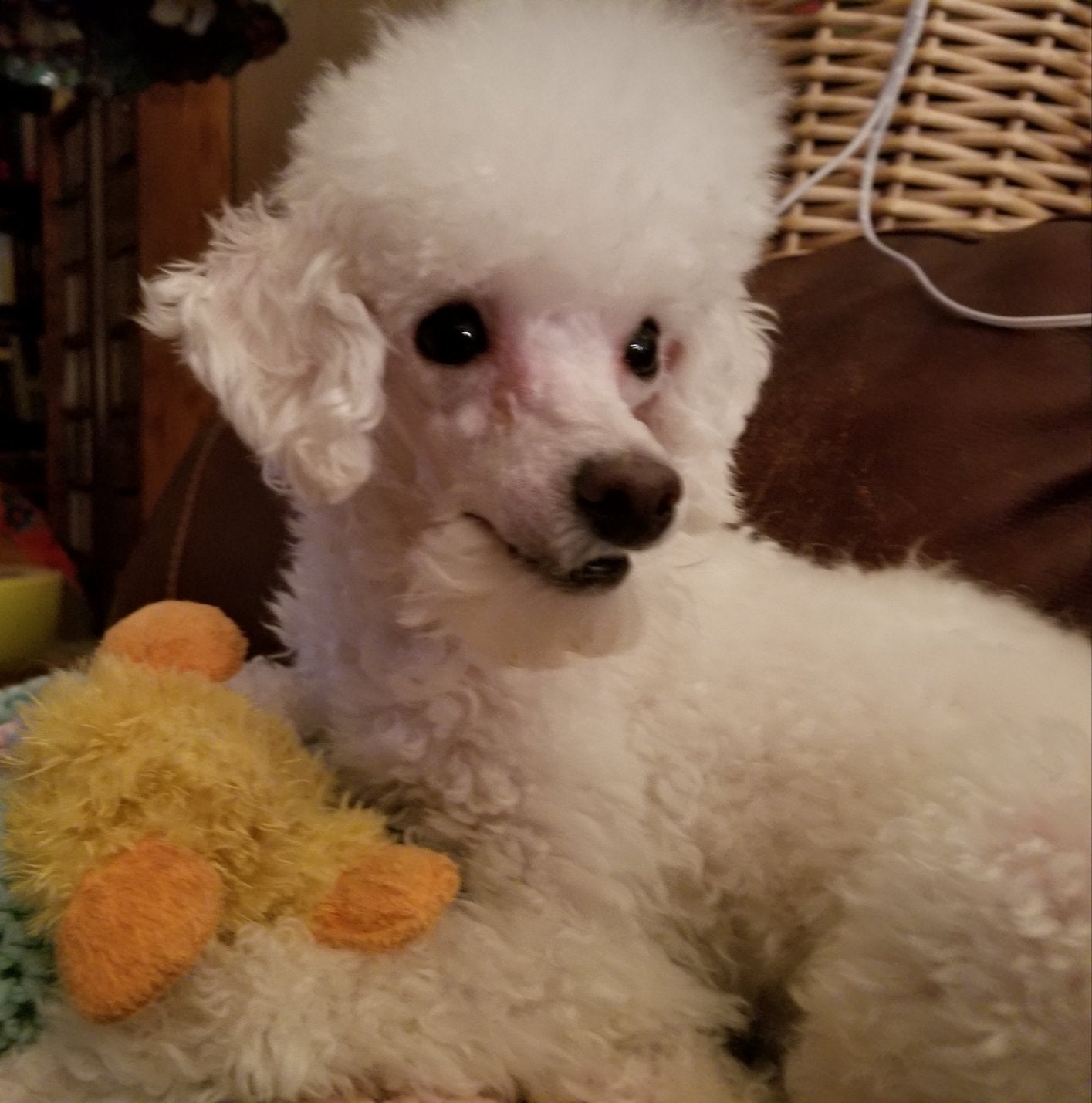 rodell toy poodles