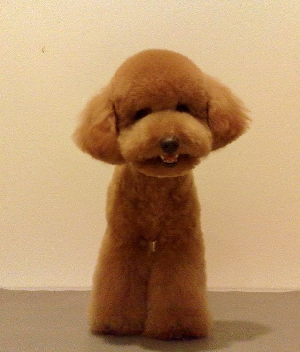 toy poodle bear cut
