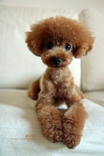 different toy poodle cuts