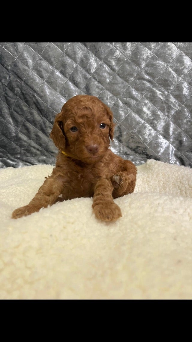 Liver Nose Red Toy Poodle Forum