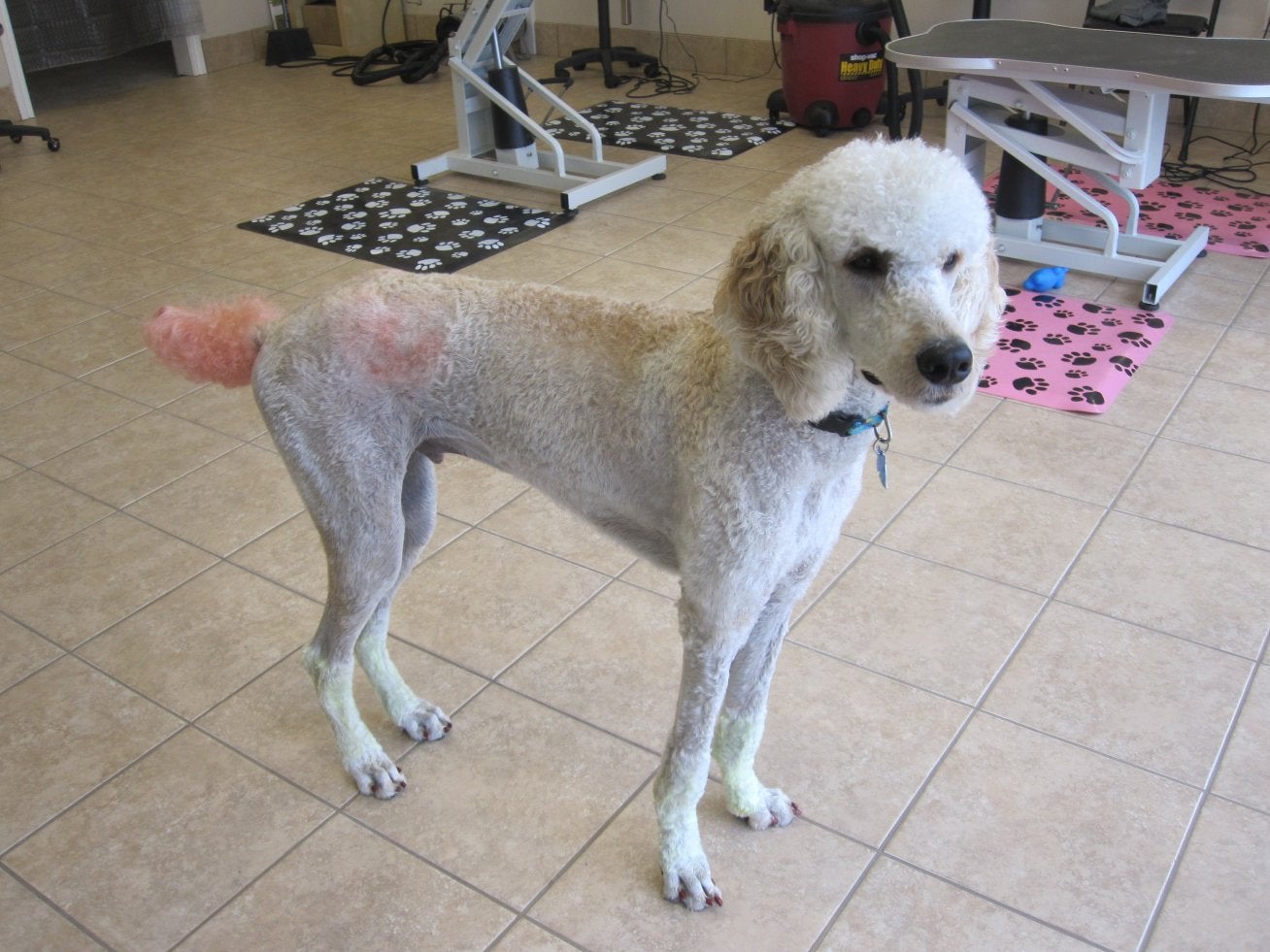 Leroy Shaved Down Poodle Forum