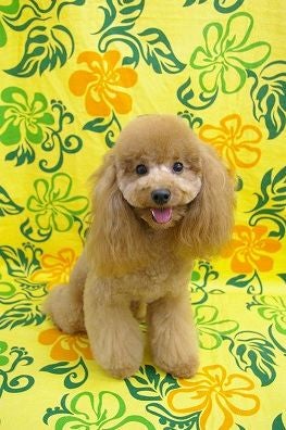 Anese Style Grooming Poodle Forum