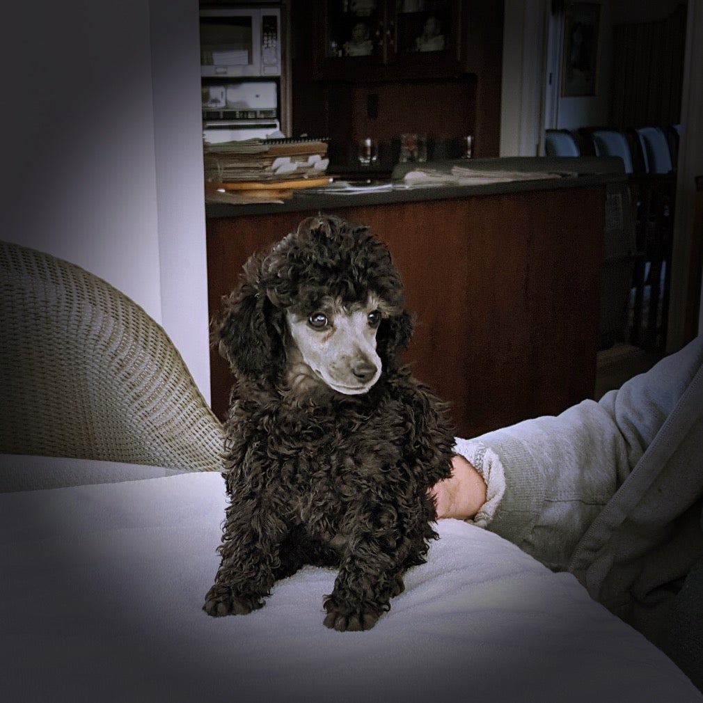 Toy Silver Poodle Breeders Forum