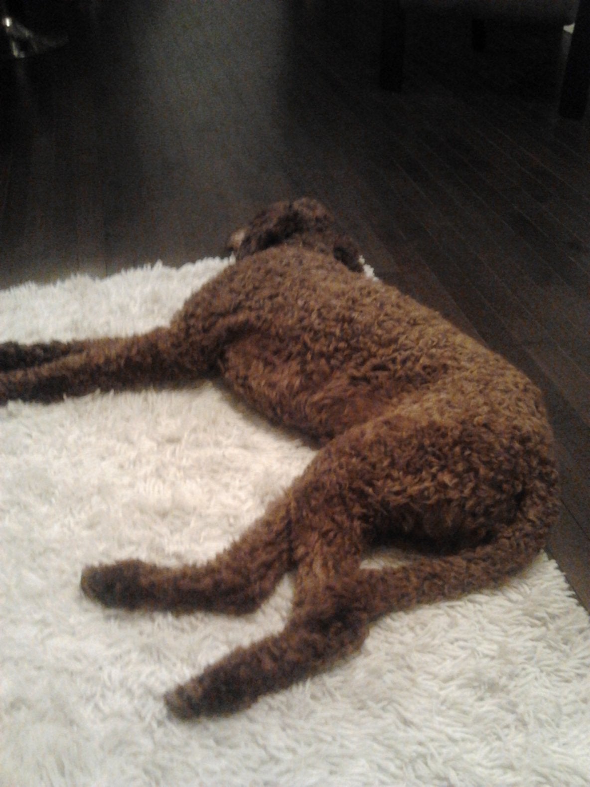 My White Rug Is Dead Poodle Proof Options Forum