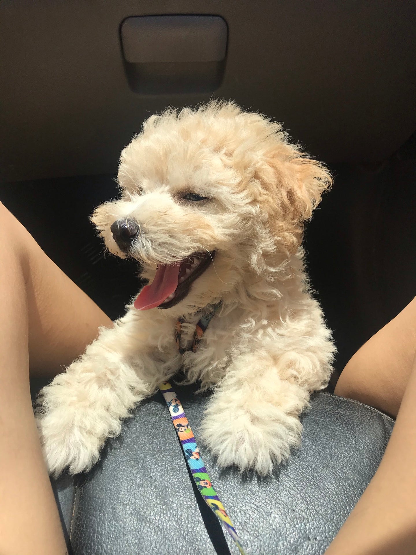 Is My Nugget A Poodle Or Maltipoo