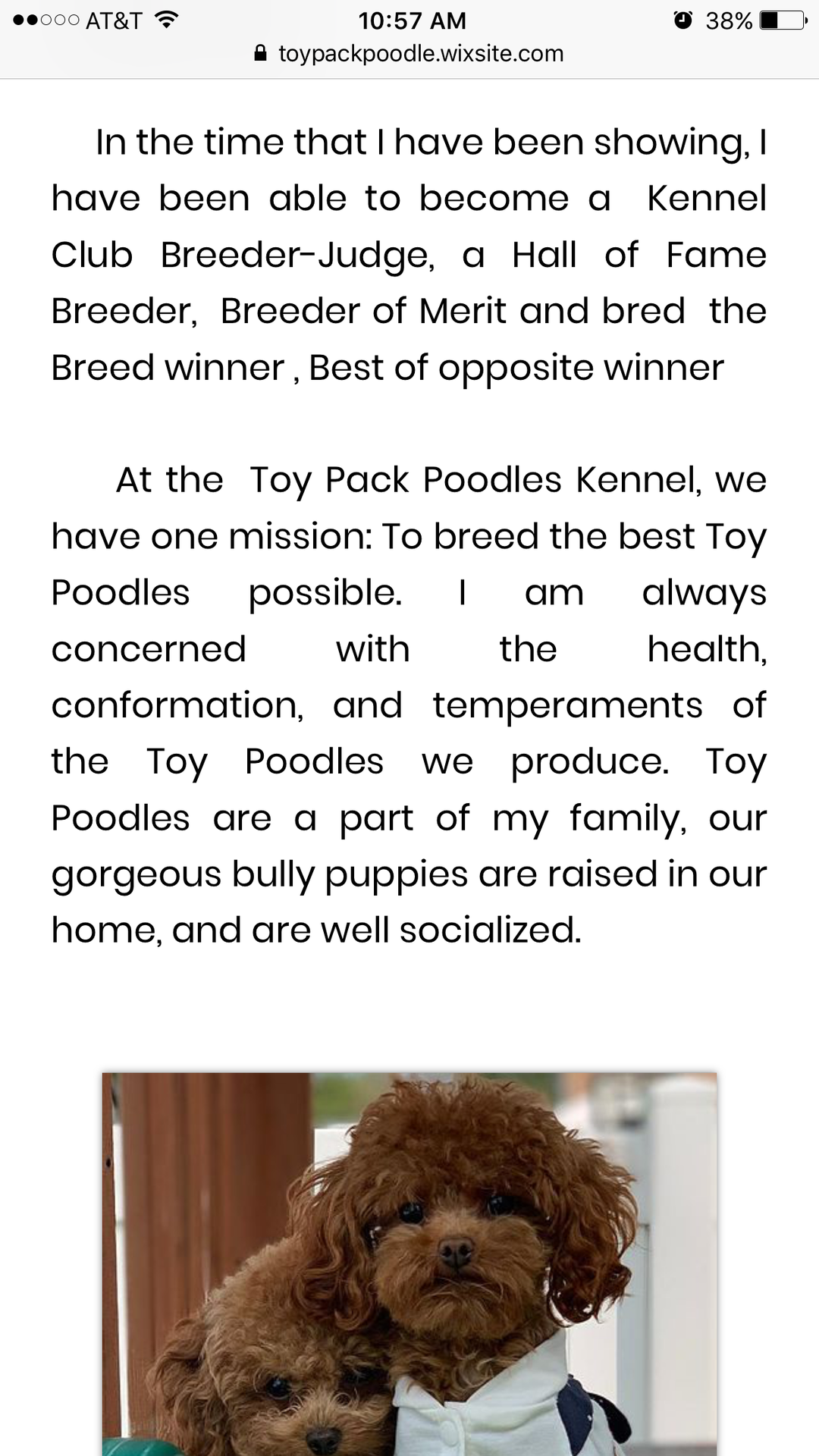 Toy Poodle Breeder