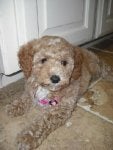IMAG031poodle.jpg