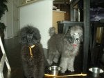 Dolce and Louis 002.jpg
