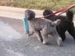 Dolce and Louis evning walk 011.jpg