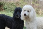Our Dogs 010.jpg