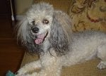 Pippin 7-2011 B.jpg