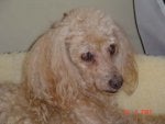 Brandy 2-07.jpg