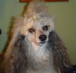 Pippin 12-05-11 G.jpg