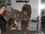 24 weeks at the groomer.jpg