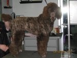 24 weeks at the groomer2.jpg