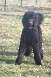 More Fritz and Sam 013 (533x800).jpg