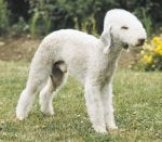Bedlington Terrirer.jpg