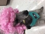 pink wig.JPG