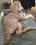 Lou princess hair cut 8mo.jpg