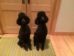 50 Pound Vs 30ish Pound Poodle Pictures Poodle Forum
