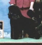 Dog Canidae Dog breed Poodle Toy Poodle