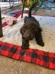 Dog Canidae Mammal Dog breed Spanish water dog