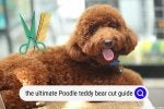 poodle-teddy-bear-cut.jpg