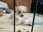Alumu／poodle fur short coat my-poodle-has-extremely-silky-
