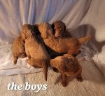 Ruby X Grant boys 3 weeks.jpg