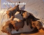 The Boys 4 weeks.jpg