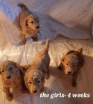 The Girls 4 weeks.jpg