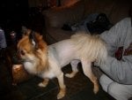 Dog Mammal Vertebrate Canidae Dog breed
