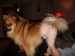 Dog Mammal Vertebrate Canidae Dog breed
