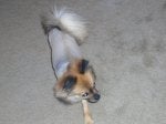 Dog Vertebrate Canidae Mammal Dog breed
