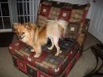Dog Mammal Vertebrate Canidae Dog breed