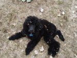 Dog Vertebrate Canidae Mammal Dog breed