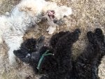 Dog Canidae Spanish water dog Lagotto romagnolo Dog breed