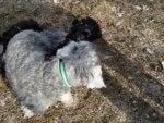 Dog breed Dog Canidae Schnoodle Carnivore