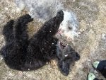 Canidae Dog Terrier Dog breed Organism