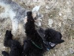 Canidae Dog Carnivore Dog breed Sporting Group