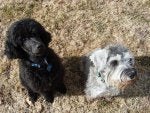 Dog Mammal Vertebrate Dog breed Canidae