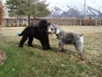 Dog Mammal Vertebrate Dog breed Canidae