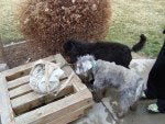 Dog Canidae Spanish water dog Lagotto romagnolo Dog breed