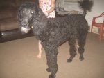 Dog Mammal Vertebrate Canidae Dog breed