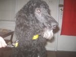 Dog Vertebrate Canidae Mammal Standard Poodle