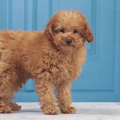 maltipoo toy poodle