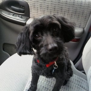 My handsome boy after his haircut!